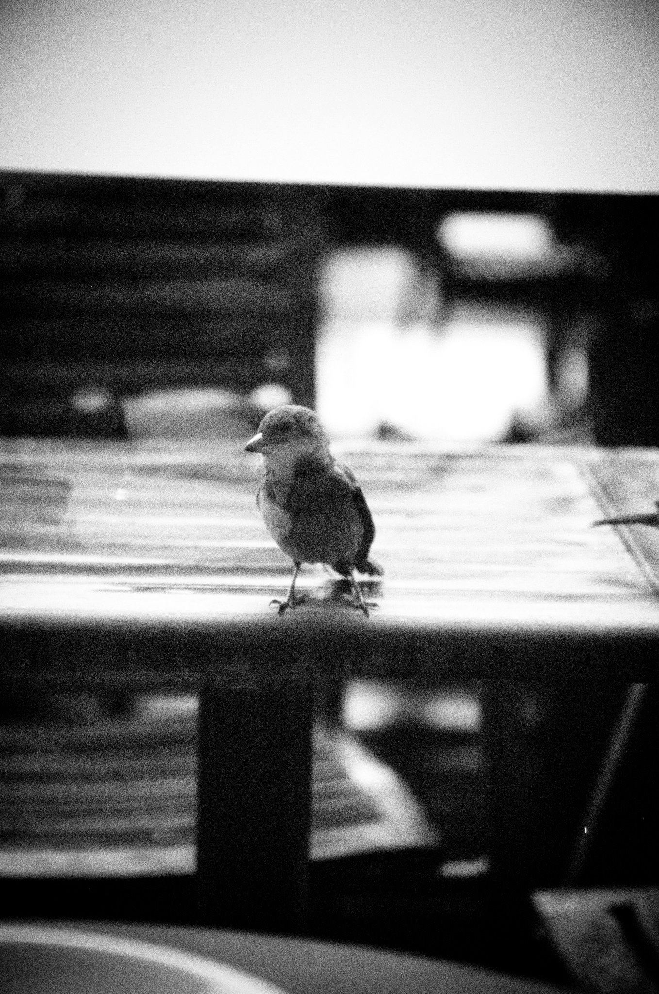 476461 10150807169773564 905464599 o