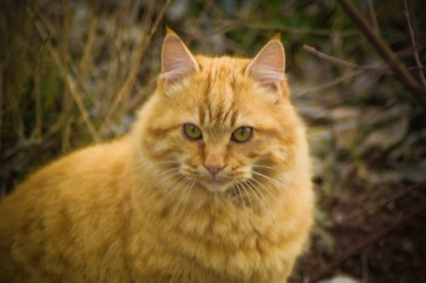 Facebook photo download 2361195048784393479